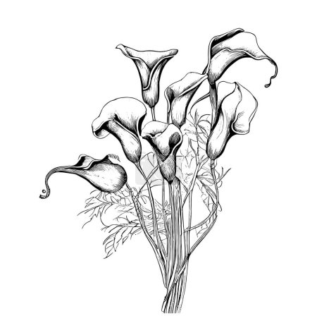 Bouquet of calla lilies engraving hand drawn vector illustration