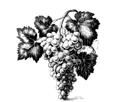 Ilustración de Ramo de uvas bosquejo dibujado a mano Vector ilustración - Imagen libre de derechos