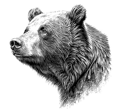 Téléchargez les illustrations : Croquis portrait tête d'ours croquis dessiné à la main Illustration vectorielle - en licence libre de droit