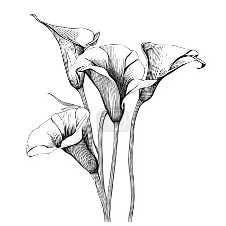 Illustration for Calla lily flowers hand drawn sketch Vector illustration. - Royalty Free Image