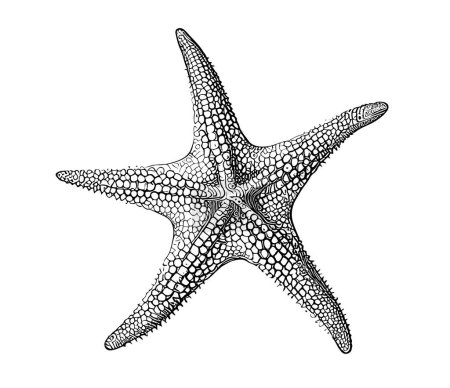 Starfish hand drawn sketch Underwater world Vector illustration