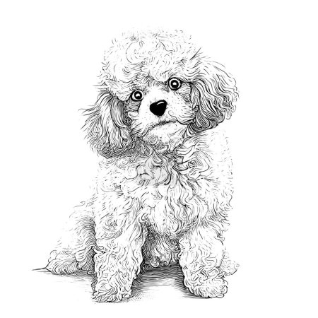 Cute toy poodle dog portrait hand drawn sketch Pets Vector illustration.
