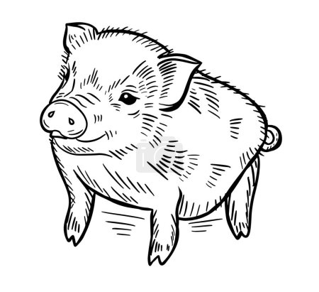 Téléchargez les illustrations : Cute little pig.Babby pig hand drawn Vector illustration. - en licence libre de droit