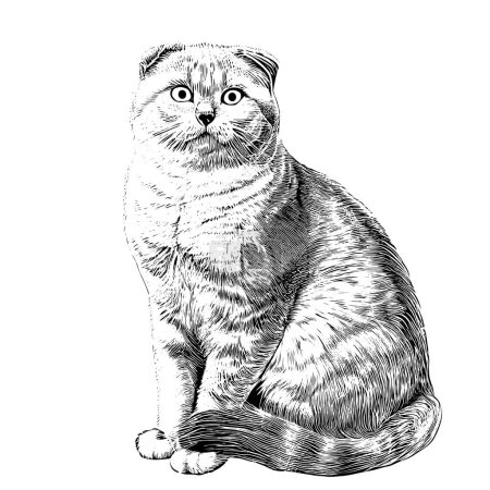 British fold cat sitting hand drawn sketch Vector illustration