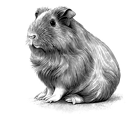 Illustration for Guinea pig animal sketch Vector illustration - Royalty Free Image