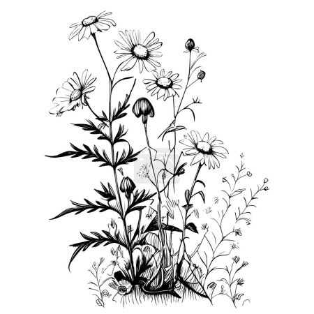 Téléchargez les illustrations : Wild chamomile flowers hand drawn sketch engraving style Vector illustration. - en licence libre de droit