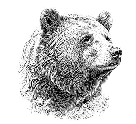 Téléchargez les illustrations : Beautiful realistic bear portrait hand drawn engraving sketch Vector illustration. - en licence libre de droit