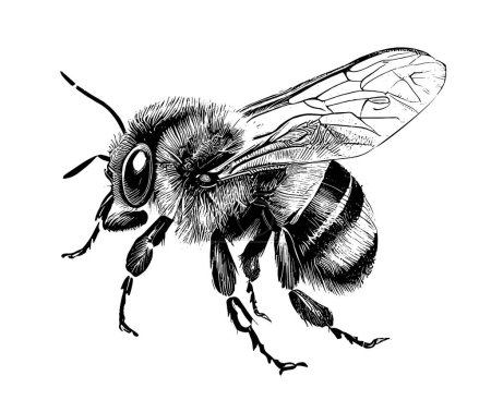 Illustration for Bumblebee insect hand drawn engraving sketch Vector illustration - Royalty Free Image