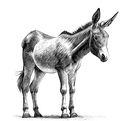 Téléchargez les illustrations : Donkey animal hand drawn engraving sketch Vector illustration. - en licence libre de droit