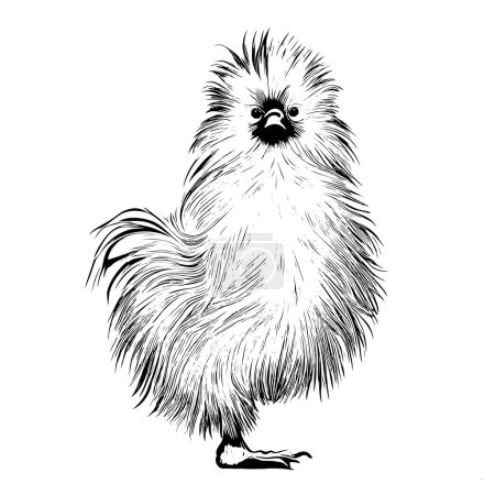 Illustration for Chinese silkie hen chicken hand drawn sketch Vector illustration. - Royalty Free Image