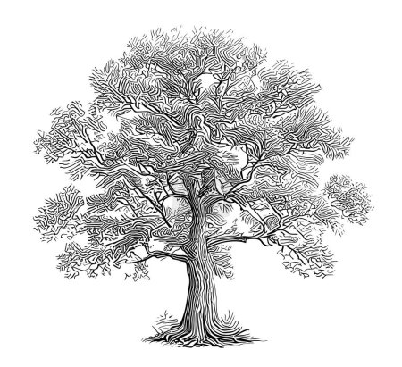 Ilustración de Árbol de la vida boceto dibujado a mano en estilo garabato ilustración - Imagen libre de derechos
