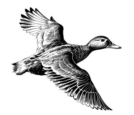 Illustration for Duck flying sketch painted vector illustration Bird hunting - Royalty Free Image