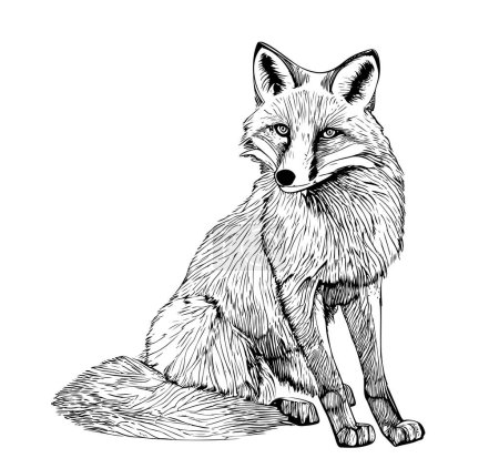 Téléchargez les illustrations : Fox sitting hand drawn sketch illustration Wild animals - en licence libre de droit