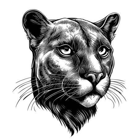 Téléchargez les illustrations : Portrait de panthère noire dessin à la main illustration, Animaux sauvages - en licence libre de droit