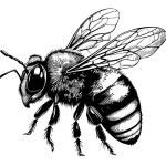 Bee hand drawn sketch insects vector illustration Honey