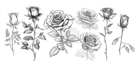 Set of roses sketch hand drawn in doodle style illustration