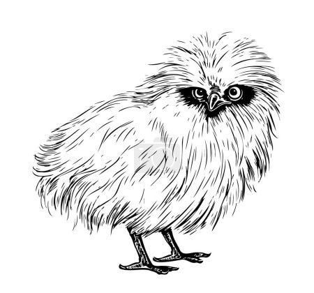 Ilustración de Boceto de pollo de seda dibujado a mano en estilo garabato ilustración - Imagen libre de derechos