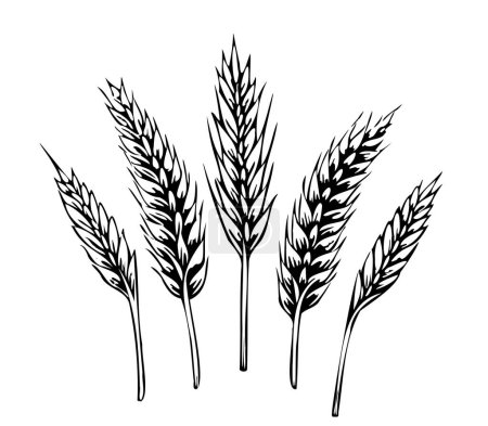 Téléchargez les illustrations : Oreilles de blé esquisse dessinée à la main dans un style doodle Illustration de l'agriculture - en licence libre de droit