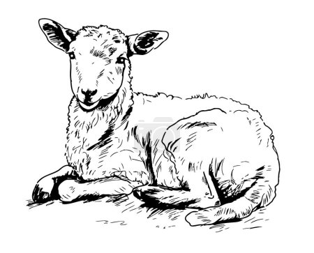 Illustration pour Agneau mignon couché croquis dessiné à la main illustration - image libre de droit