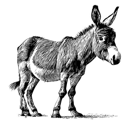 Donkey cute hand drawn sketch illustration Domestic animals