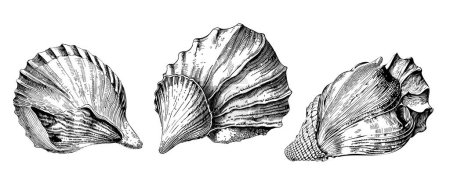 Illustration for Set of huge sea shells hand drawn sketch in doodle style - Royalty Free Image