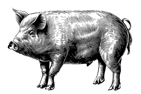 Téléchargez les illustrations : Croquis de porc dessiné à la main dans une illustration de style doodle - en licence libre de droit