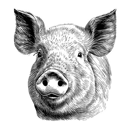 Téléchargez les illustrations : Croquis du visage de porc dessiné à la main dans une illustration de style doodle - en licence libre de droit