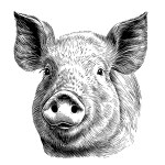 Pig face sketch hand drawn in doodle style illustration