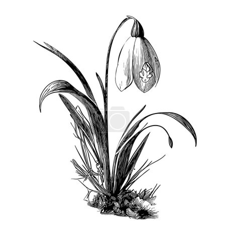 Snowdrop hand drawn sketch in doodle style illustration