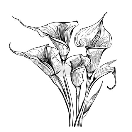 Cala lily flower hand drawn sketch illustration
