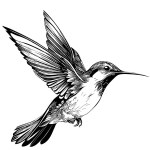 Hummingbird bird flying ,hand drawn sketch in doodle style illustration