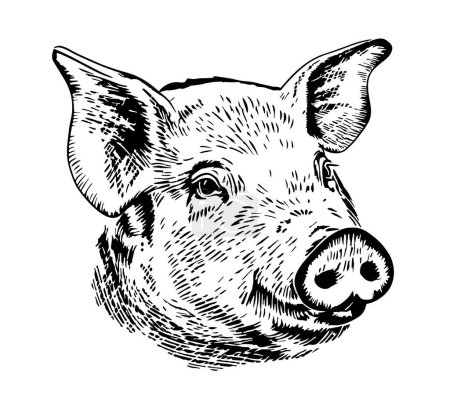 Téléchargez les illustrations : Croquis de porc mignon dessiné à la main dans le style doodle Animaux de la ferme Illustration vectorielle - en licence libre de droit