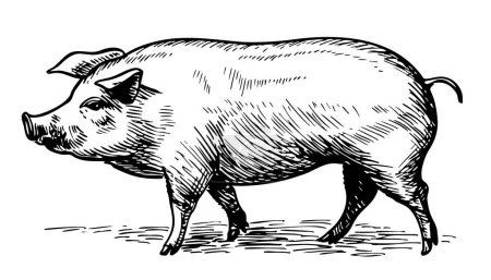 Téléchargez les illustrations : Gros porc croquis dessiné à la main Illustration agricole - en licence libre de droit