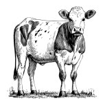 Cow calf sketch hand drawn engraving style illustration