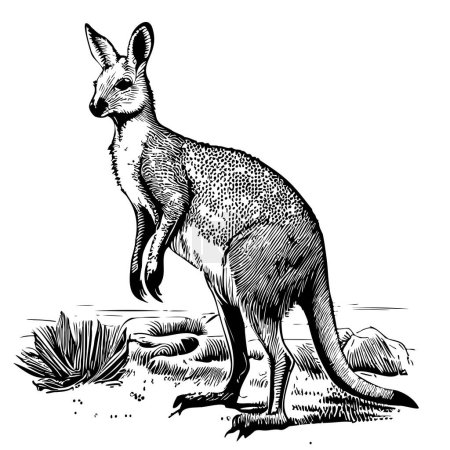 Illustration for Kangaroo animal hand drawn sketch Vector illustration ZOO - Royalty Free Image