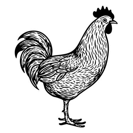 Ilustración de Logo granja gallo dibujado a mano Vector - Imagen libre de derechos