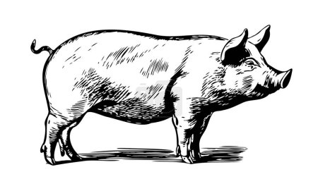 Cute Pig in graphic style Farming and animal husbandry illustration