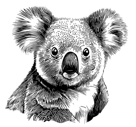 Téléchargez les illustrations : Koala portrait croquis dessiné à la main illustration Animaux sauvages mignons - en licence libre de droit