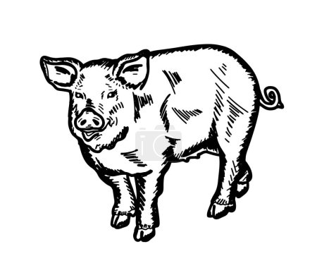 Téléchargez les illustrations : Vector illustration of a young pig in graphic style, hand drawn - en licence libre de droit