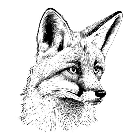 Téléchargez les illustrations : Tête de renard dessin à la main réaliste illustration Animaux sauvages - en licence libre de droit