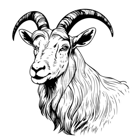 Illustration for Farm goat hand drawn sketch Vector illustration - Royalty Free Image