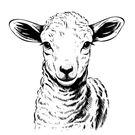 Téléchargez les illustrations : Ferme mignon petit agneau croquis dessiné à la main animaux vectoriels - en licence libre de droit