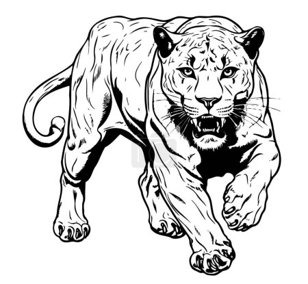 Ilustración de Pantera dibujado a mano Vector Animales salvajes - Imagen libre de derechos