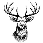 Wild deer face sketch hand drawn sketch Vector