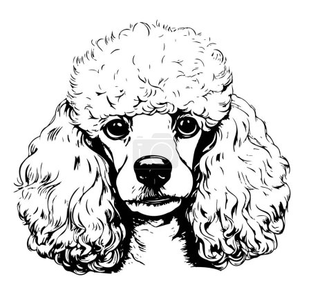 Téléchargez les illustrations : Croquis mignon chien tête de caniche dessiné à la main dans les graphiques Animaux animaux Vecteur - en licence libre de droit