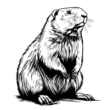 Croquis de castor mignon dessin à la main Illustration vectorielle Animaux sauvages