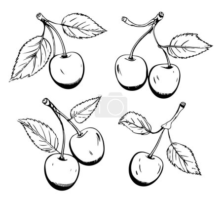 Vector Set of berries, a cherry, couple of cheries, a bunch. A collection in various