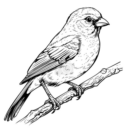 Black and white sketch of a canary bird sitting on a branch Wild animals
