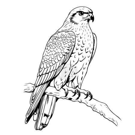 Téléchargez les illustrations : Faucon oiseau de proie assis croquis vectoriel noir et blanc illustration - en licence libre de droit