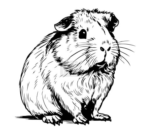 plump cute Guinea pig, sketch vector graphics black and white drawing Vector illustration